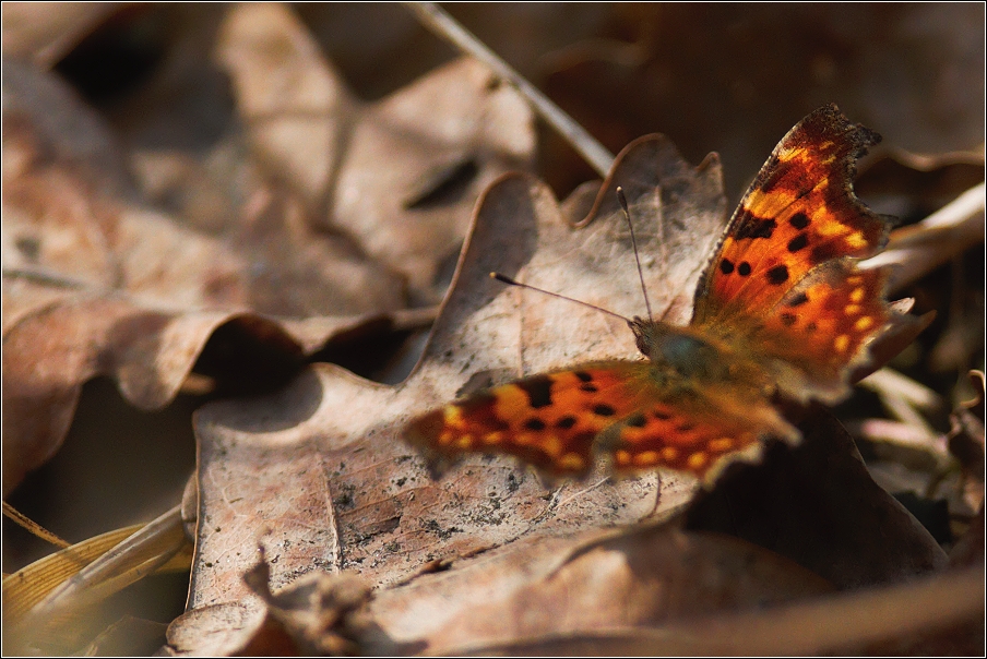 Babočka bílé c  ( Polygonia c-album )