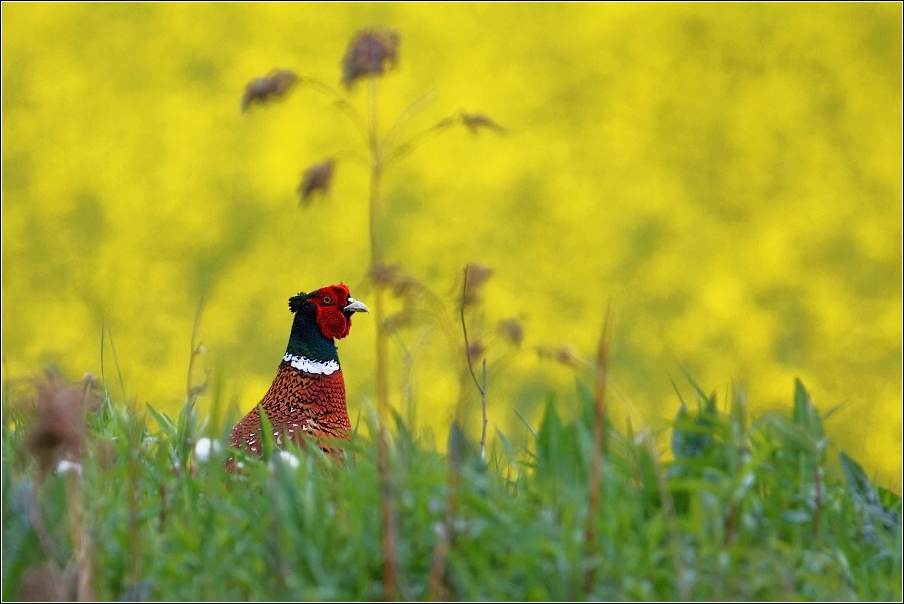 Bažant obecný  ( Phasianus colchicus )