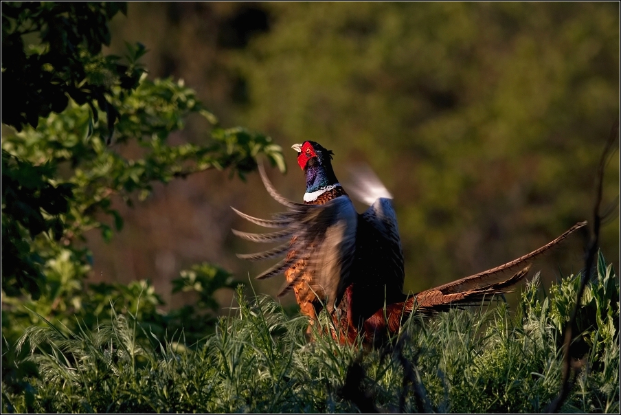 Bažant obecný  ( Phasianus colchicus )