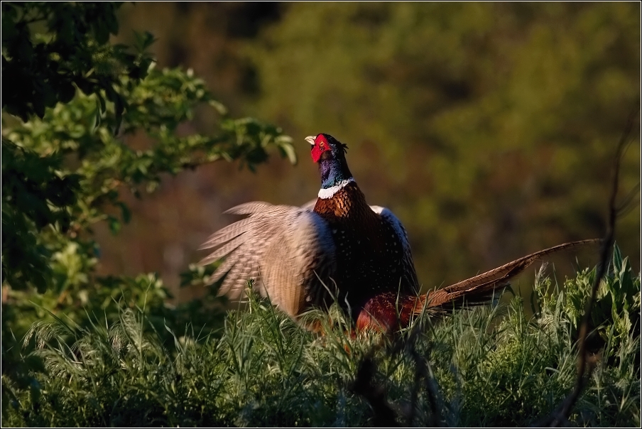 Bažant obecný  ( Phasianus colchicus )