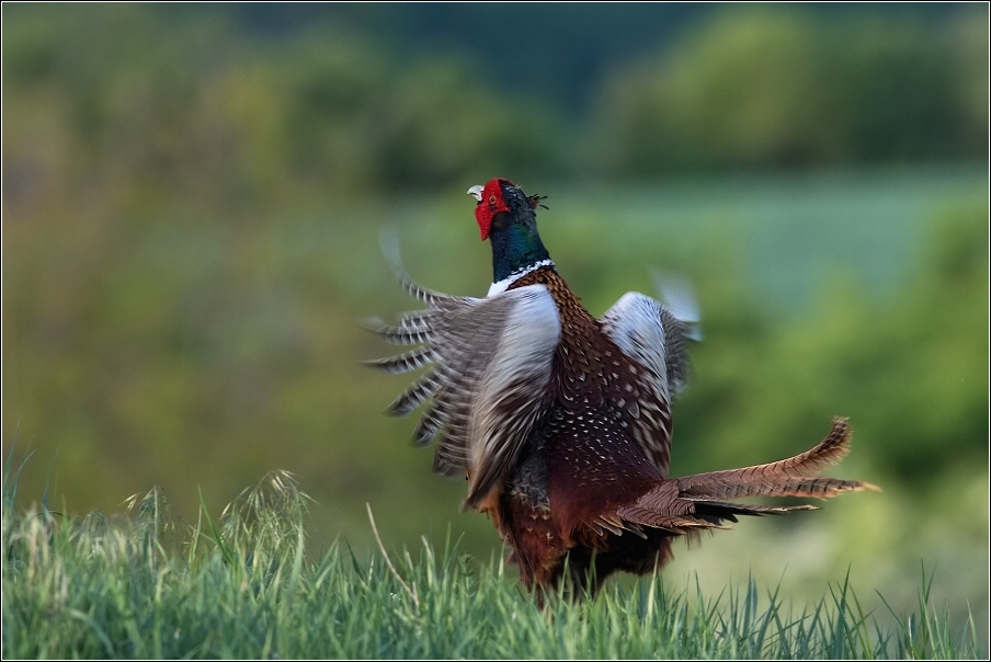 Bažant obecný  ( Phasianus colchicus )