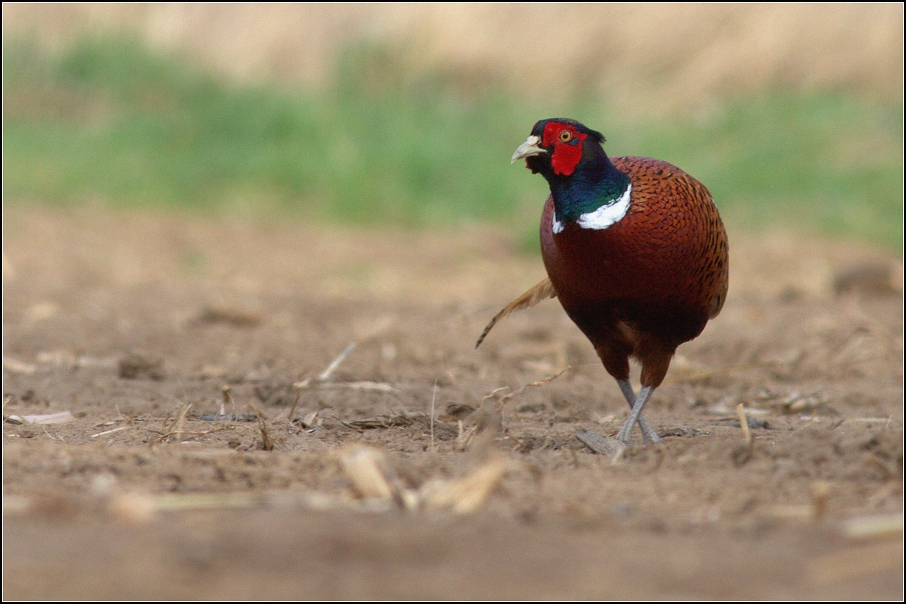 Bažant obecný ( Phiasinus colchicus )