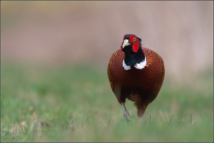 Bažant obecný ( Phiasinus colchicus )