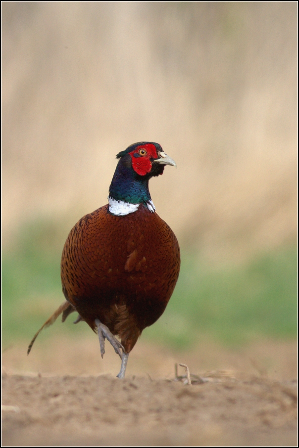 Bažant obecný ( Phiasinus colchicus )