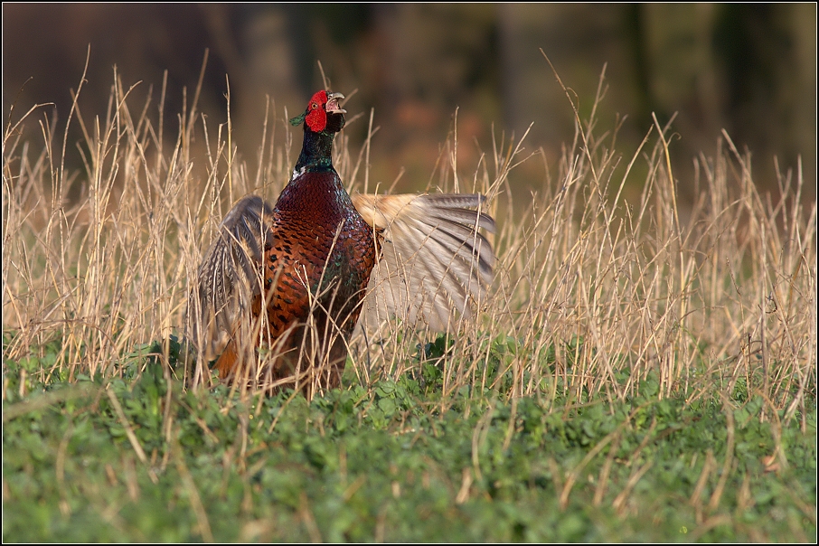 Bažant obecný ( Phiasinus colchicus )