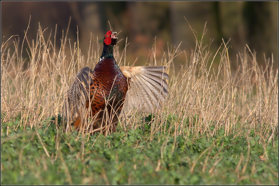 Bažant obecný ( Phiasinus colchicus )