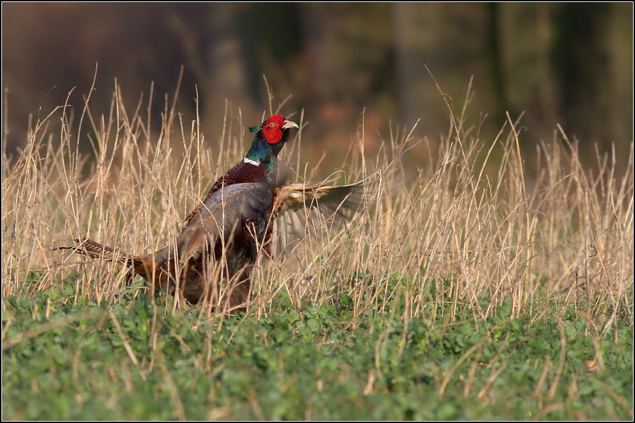 Bažant obecný ( Phiasinus colchicus )