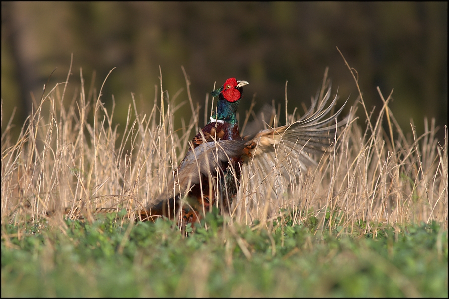 Bažant obecný ( Phiasinus colchicus )