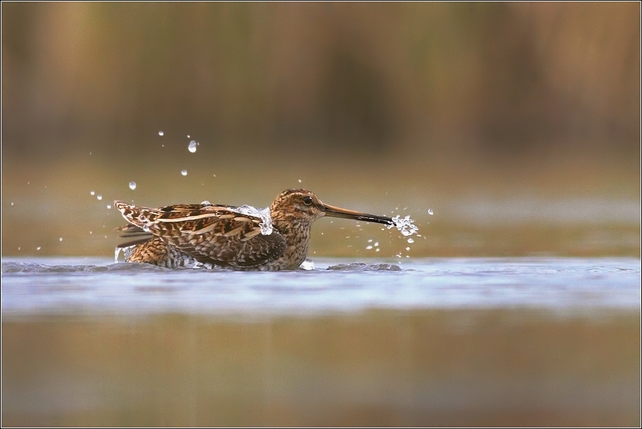 Bekasina otavní  ( Gallinago gallinago )