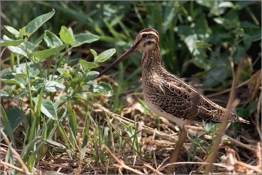 Bekasina otavní ( Gallinago gallinago )