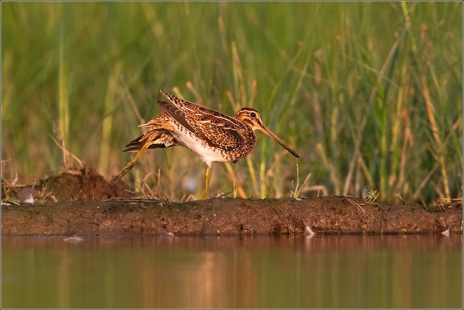 Bekasina otavní ( Gallinago gallinago )