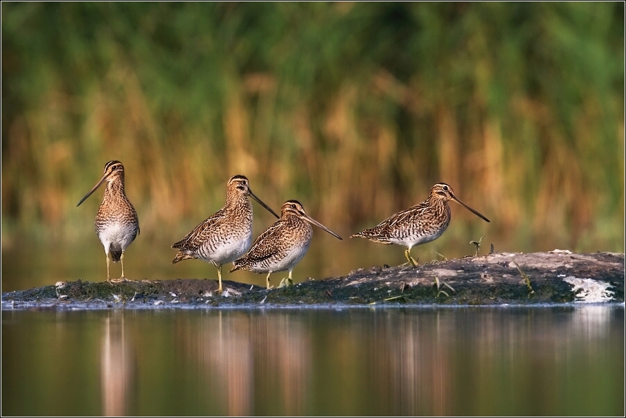 Bekasina otavní ( Gallinago gallinago )