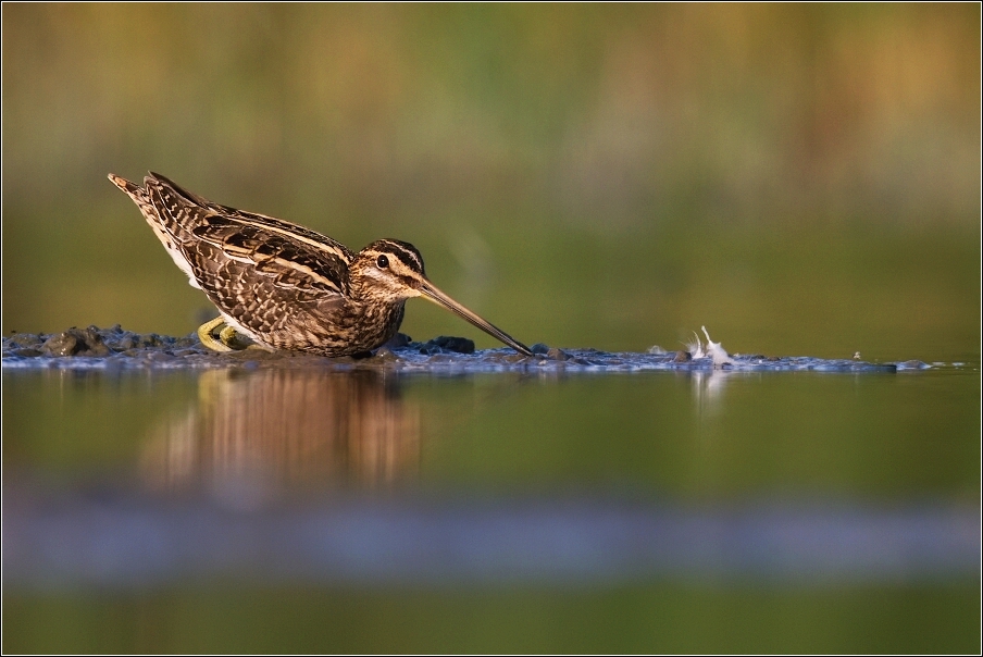 Bekasina otavní ( Gallinago gallinago )