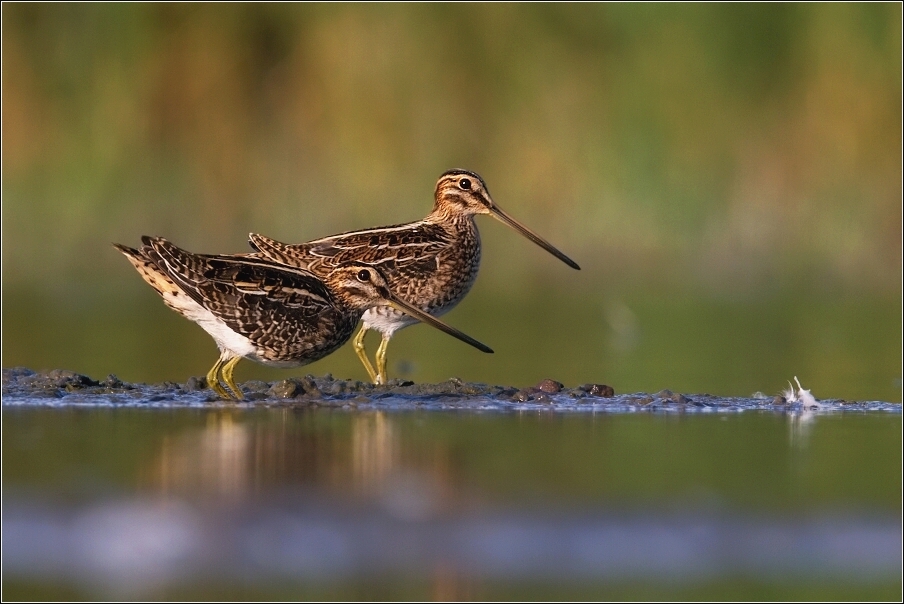 Bekasina otavní ( Gallinago gallinago )