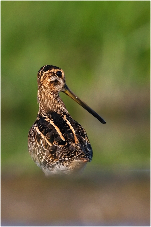 Bekasina otavní ( Gallinago gallinago )