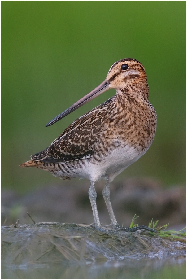 Bekasina otavní ( Gallinago gallinago )