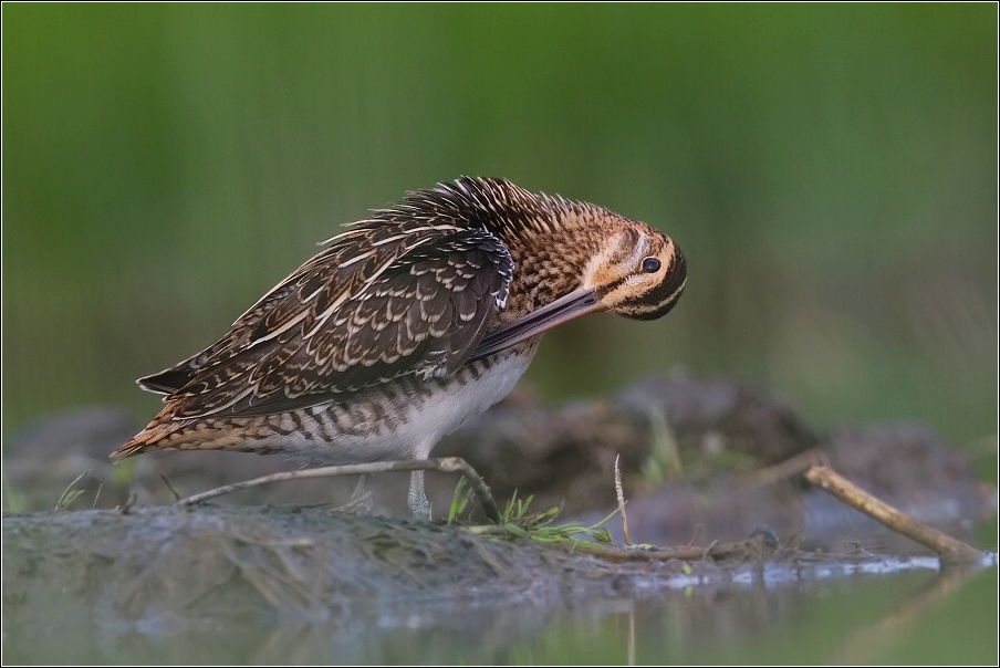 Bekasina otavní ( Gallinago gallinago )