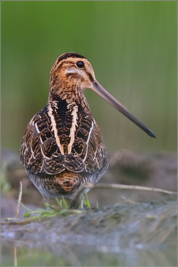 Bekasina otavní ( Gallinago gallinago )