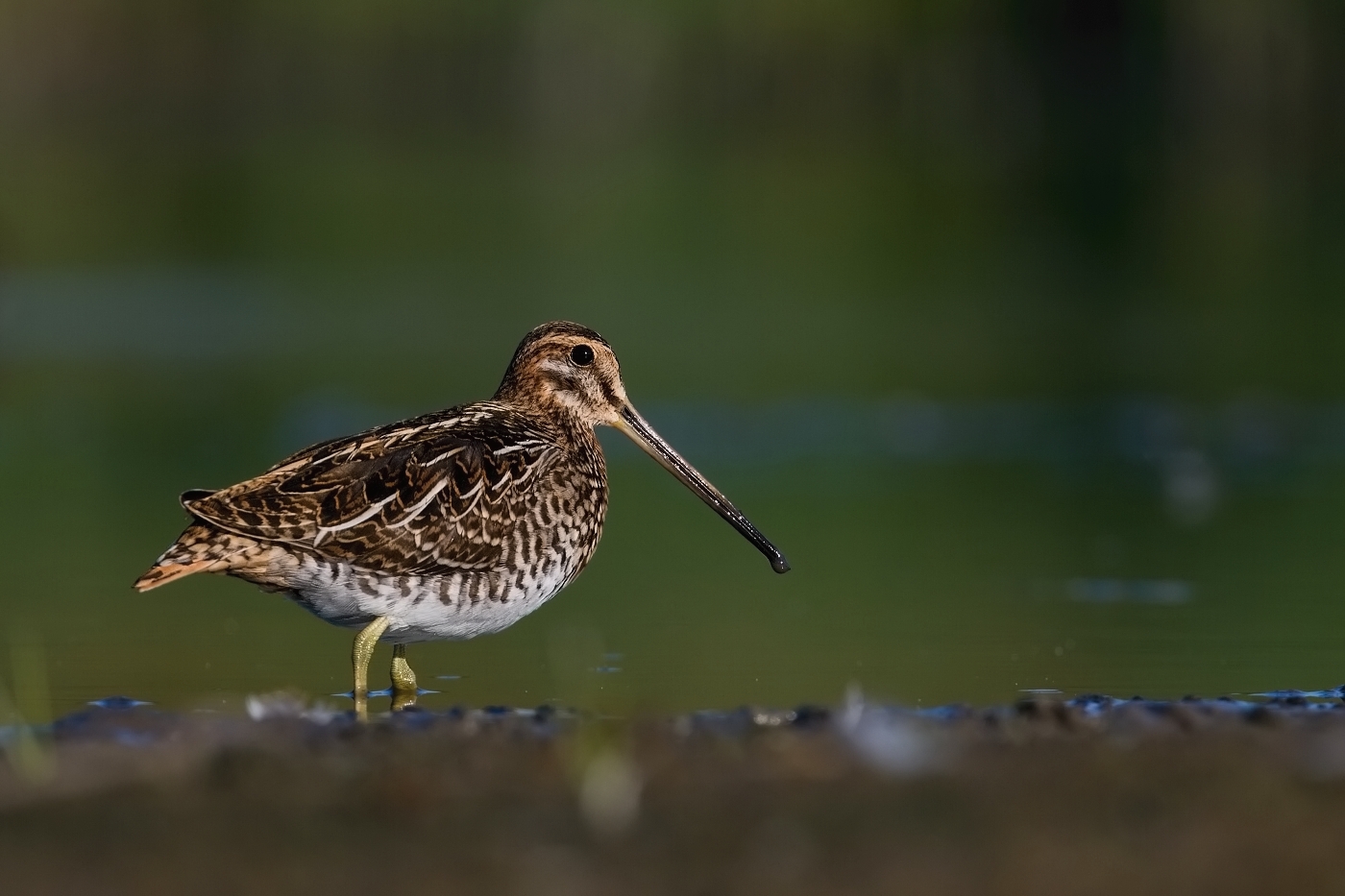 Bekasina otavní ( Gallinago gallinago )