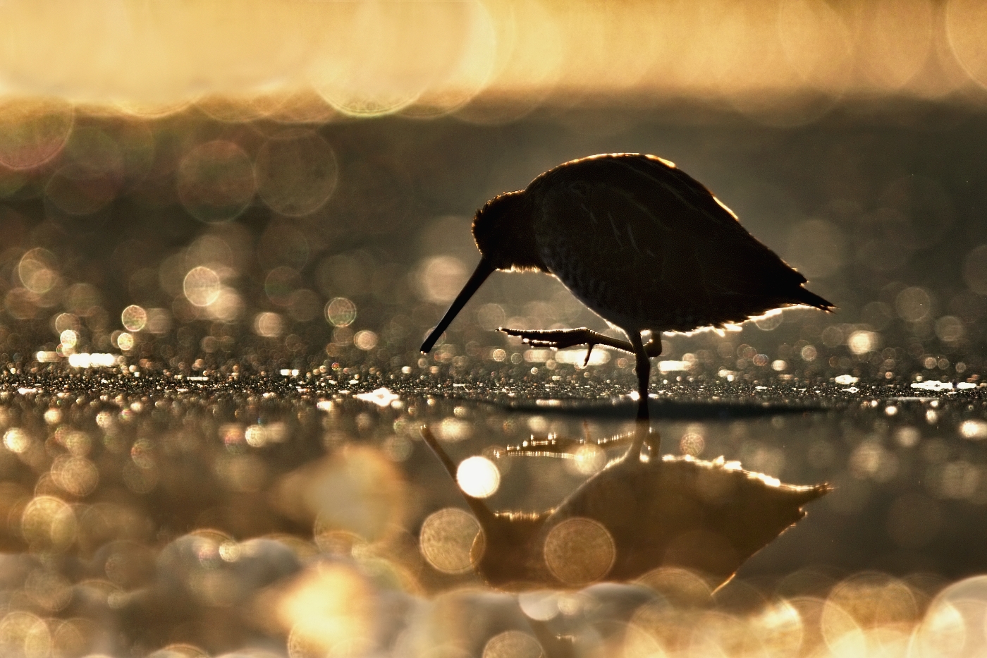 Bekasina otavní ( Gallinago gallinago )