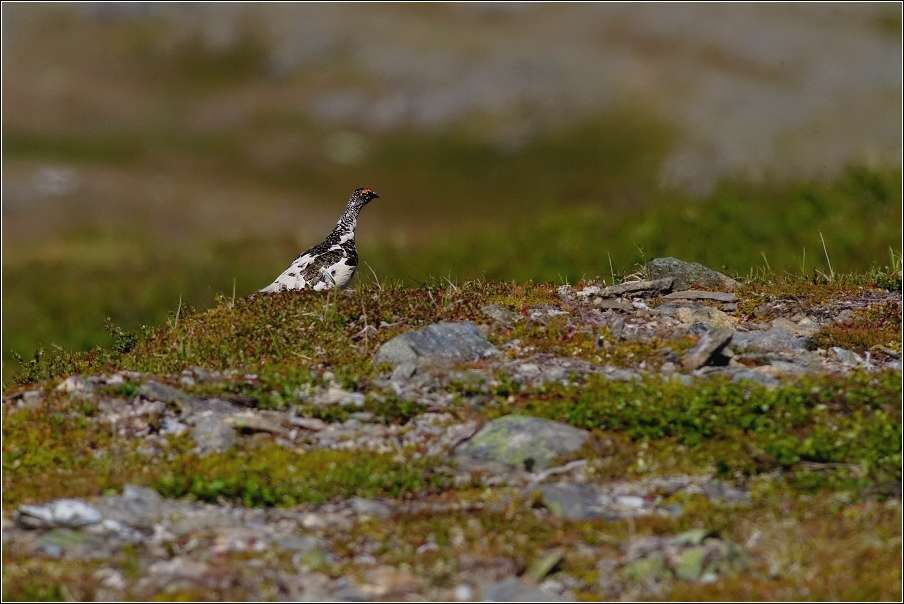 Bělokur horský ( Lagopus muta )