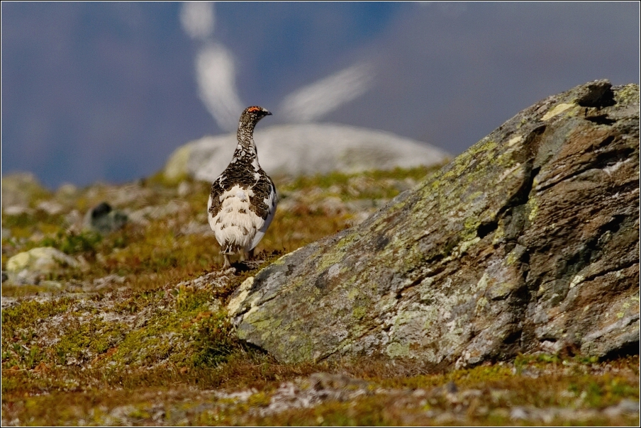 Bělokur horský ( Lagopus muta )