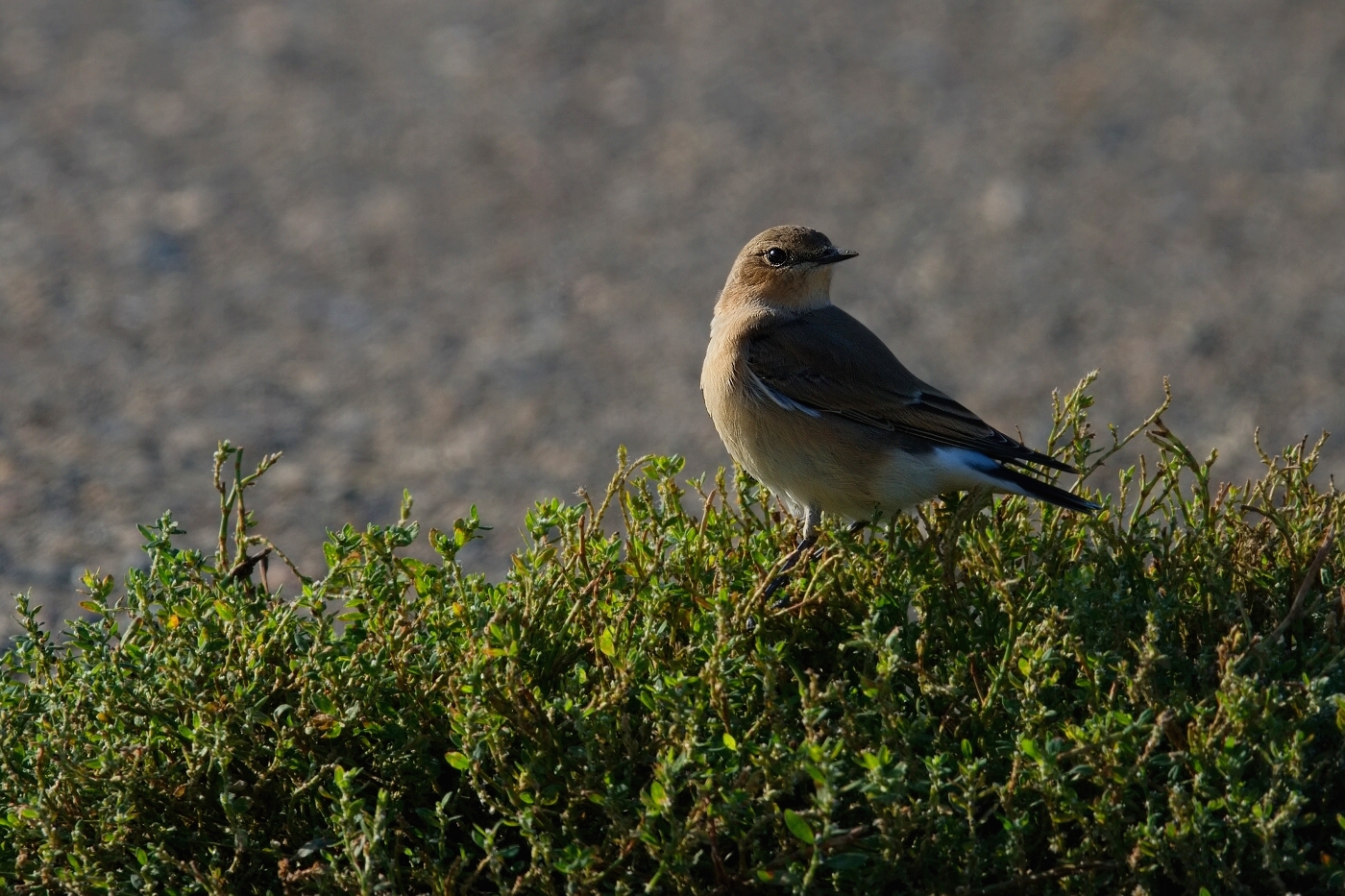 Bělořit šedý  ( Oenanthe oenanthe )