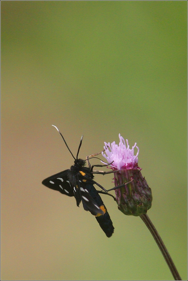 Běloskvrnáč pampeliškový  ( Amata phegea )