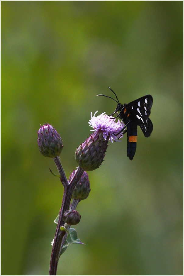 Běloskvrnáč pampeliškový  ( Amata phegea )