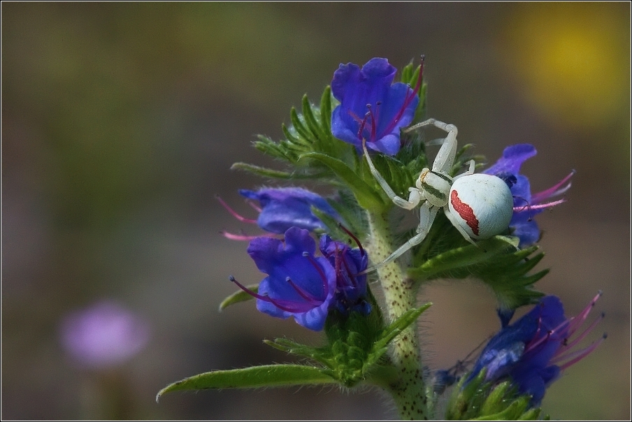 Běžník kopretinový ( Misumena vatia )