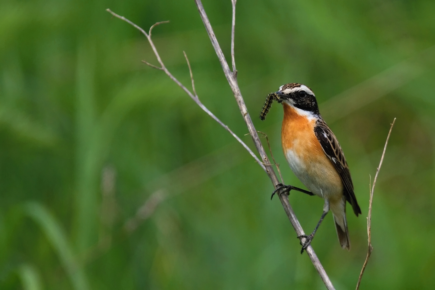 Bramborníček hnědý  ( Saxicola rubetra )