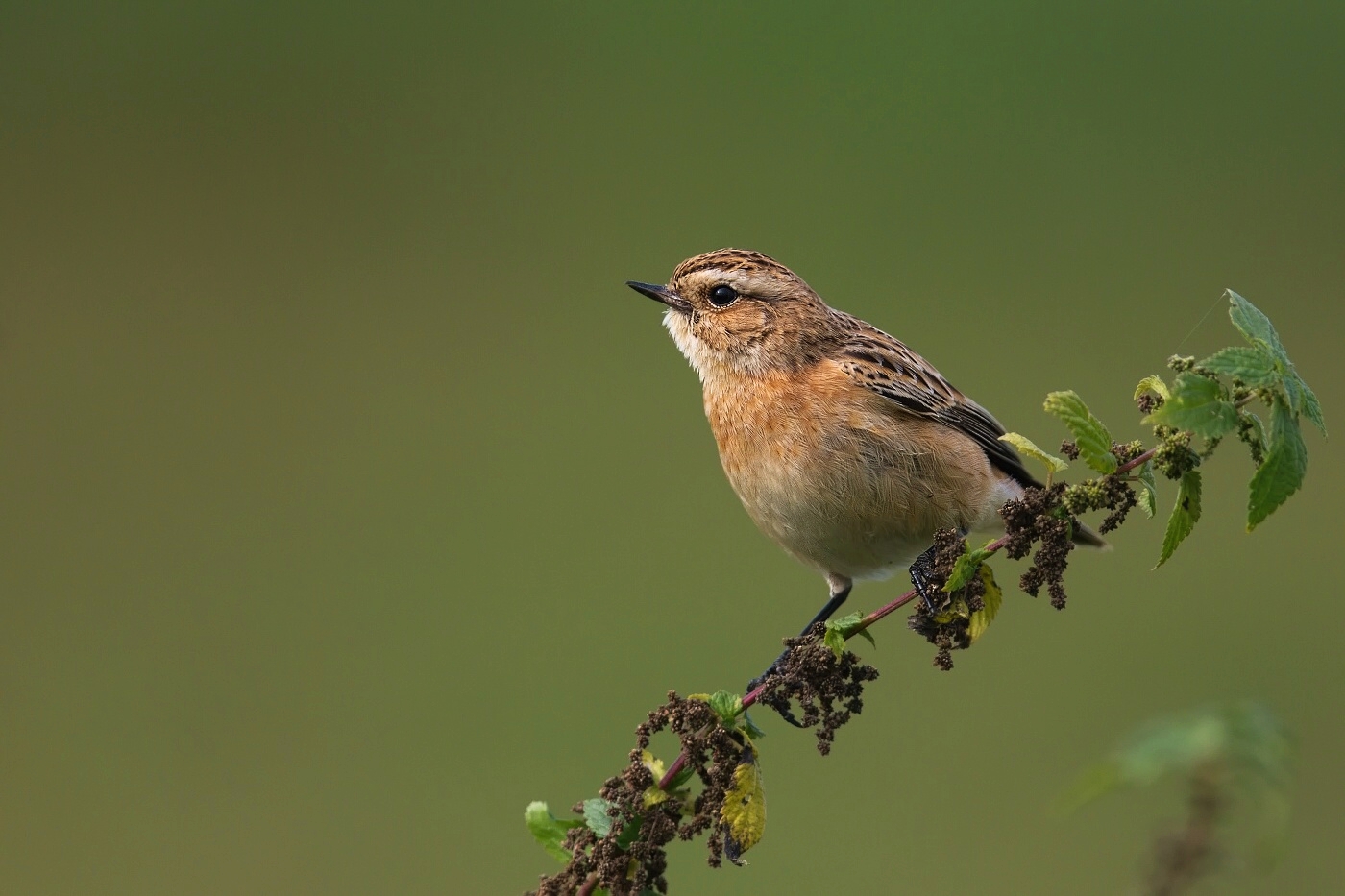 Bramborníček hnědý  ( Saxicola rubetra )