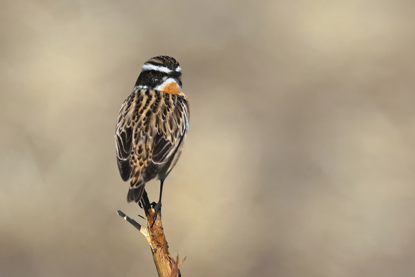 Bramborníček hnědý  ( Saxicola rubetra )