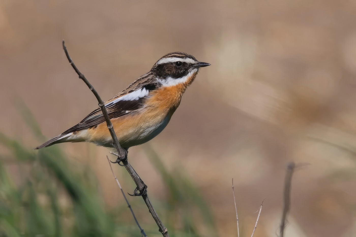 Bramborníček hnědý  ( Saxicola rubetra )