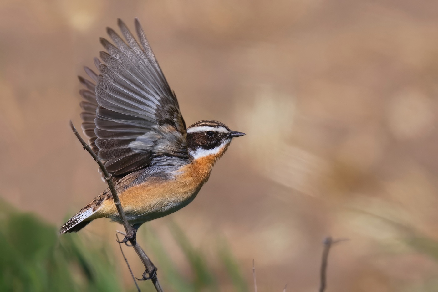 Bramborníček hnědý  ( Saxicola rubetra )