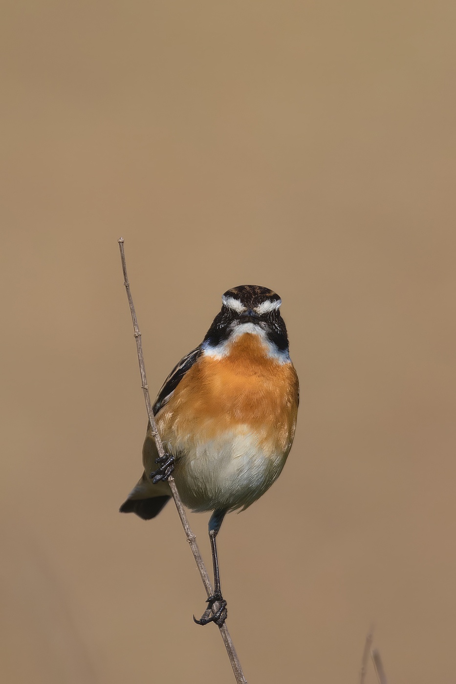 Bramborníček hnědý  ( Saxicola rubetra )