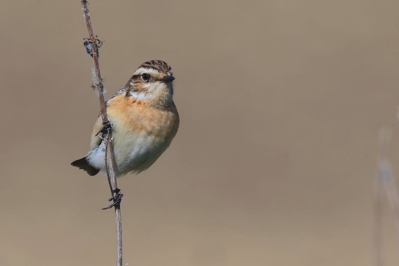 Bramborníček hnědý  ( Saxicola rubetra )