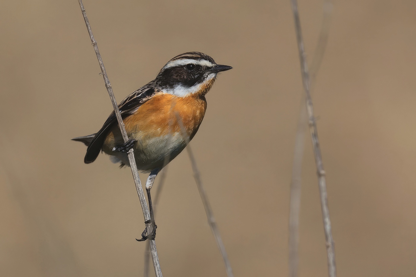 Bramborníček hnědý  ( Saxicola rubetra )