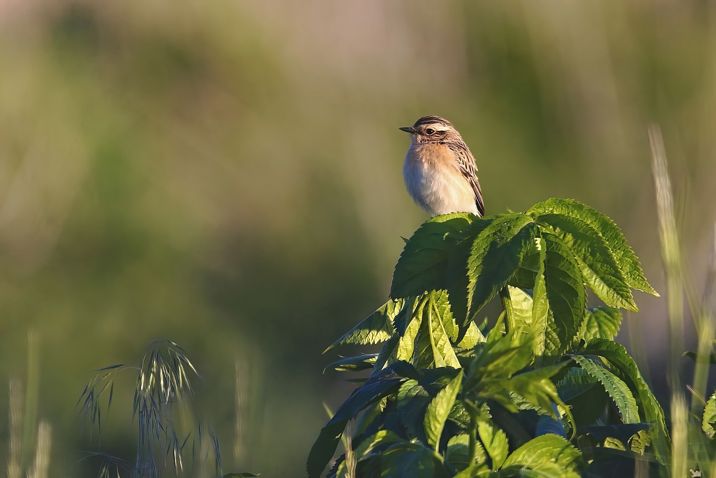 Bramborníček hnědý  ( Saxicola rubetra )