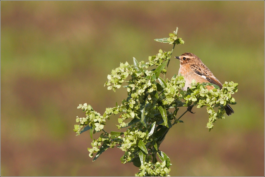 Bramborníček hnědý  ( Saxicola rubetra )