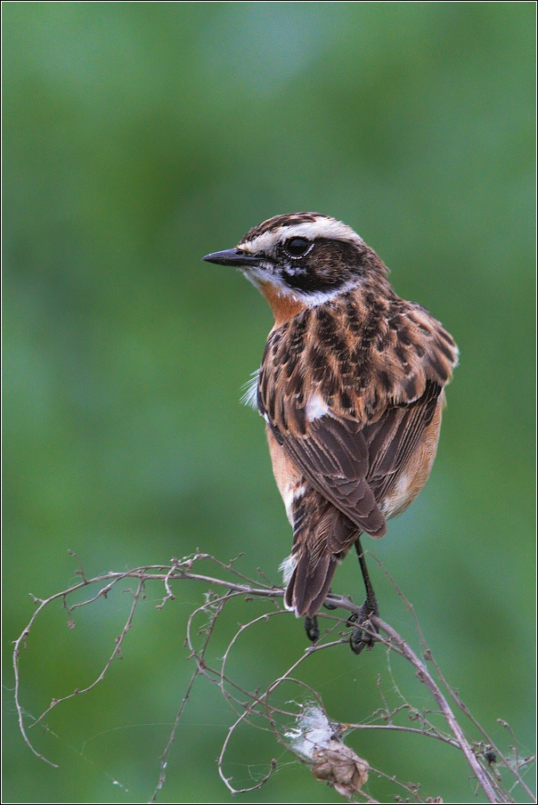 Bramborníček hnědý  ( Saxicola rubetra )
