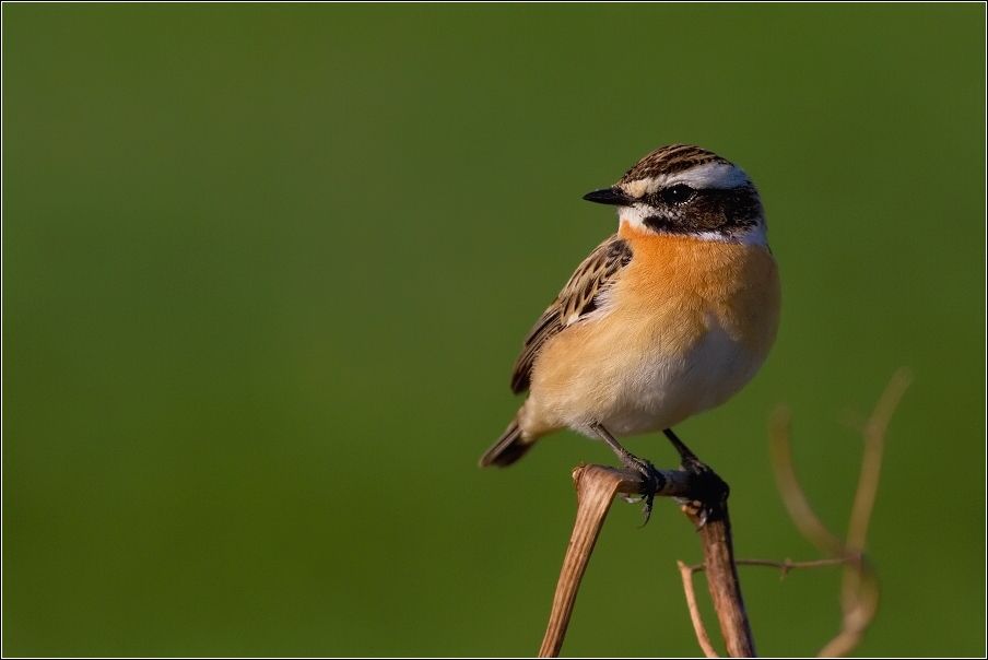 Bramborníček hnědý  ( Saxicola rubetra )