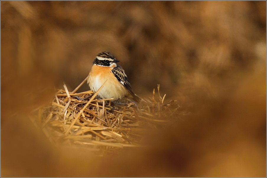 Bramborníček hnědý  ( Saxicola rubetra )