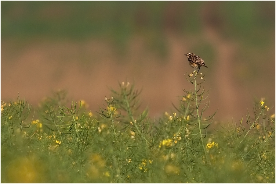 Bramborníček hnědý  ( Saxicola rubetra )