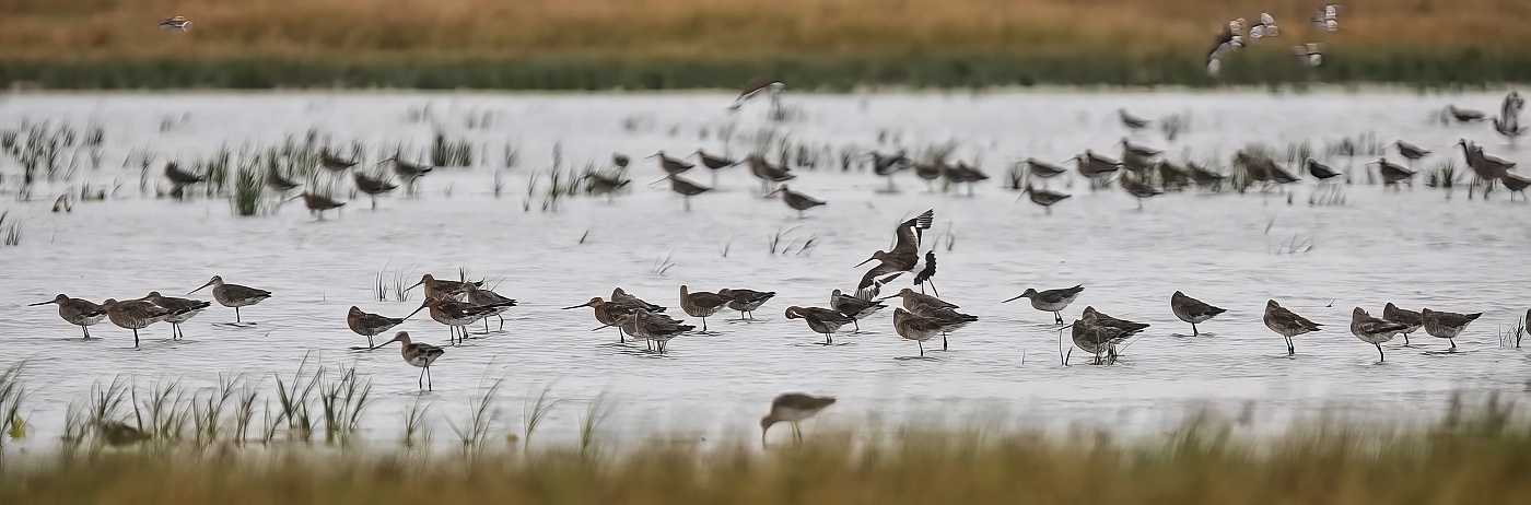 Břehouš černoocasý  ( Limosa limosa )