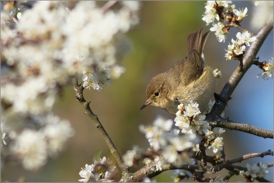 Budníček menší  ( Phylloscopus collybita )