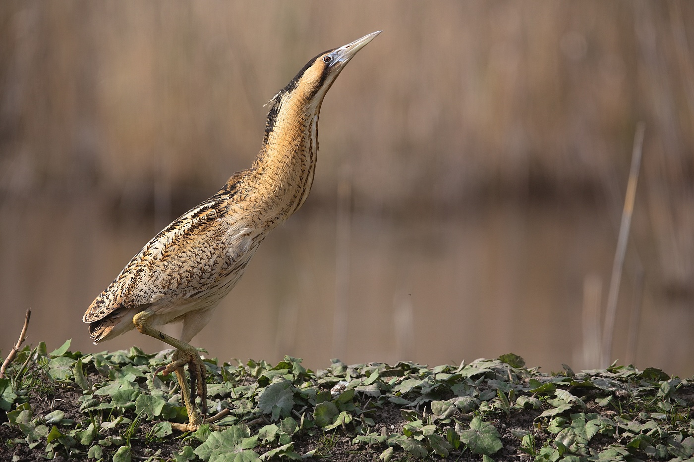 Bukač velký  ( Botaurus stellaris )