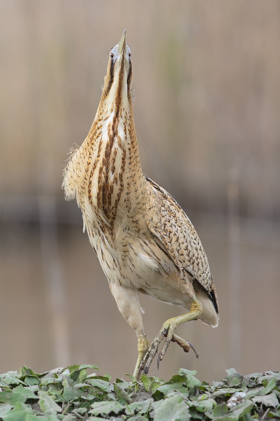 Bukač velký  ( Botaurus stellaris )
