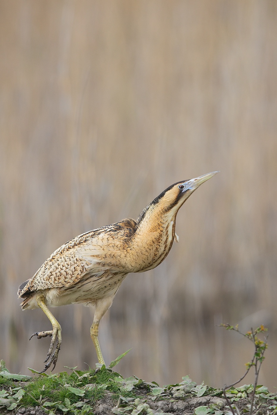 Bukač velký  ( Botaurus stellaris )