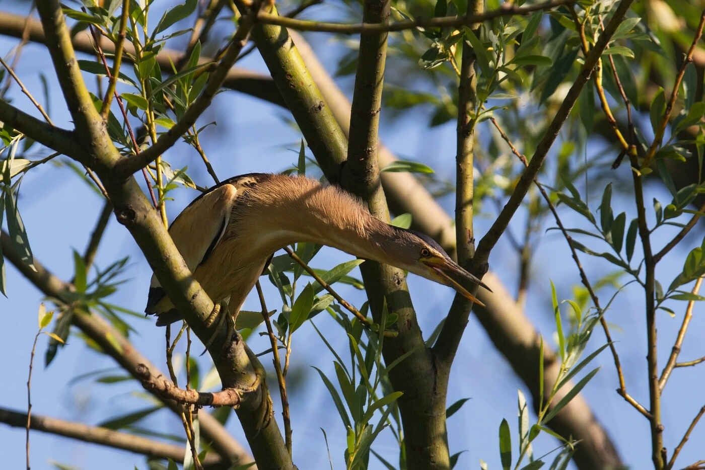 Bukáček malý  ( Ixobrychus minutus )